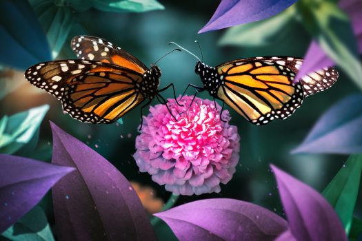 butterflies